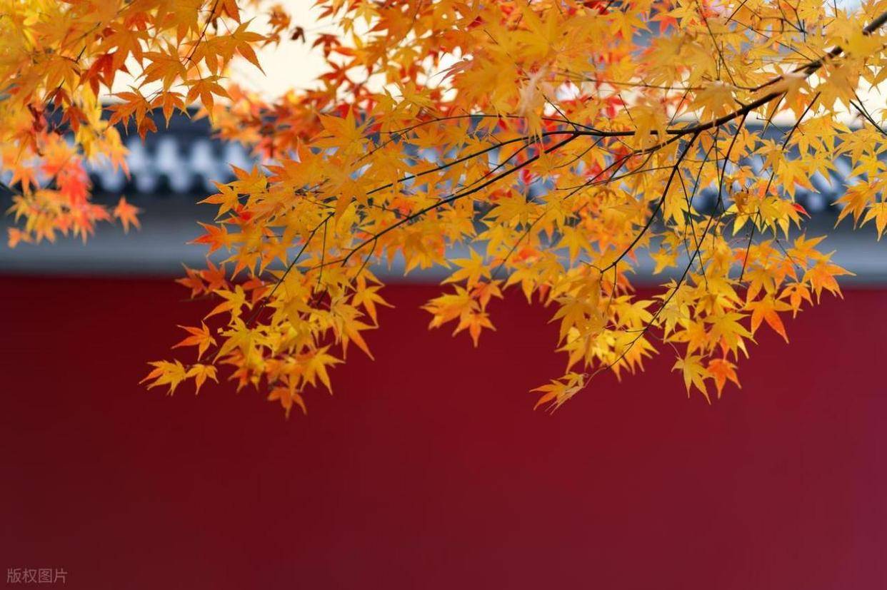 原创            “秋吃根，赛人参”，4种根菜要多吃，解秋燥营养足，安稳度秋