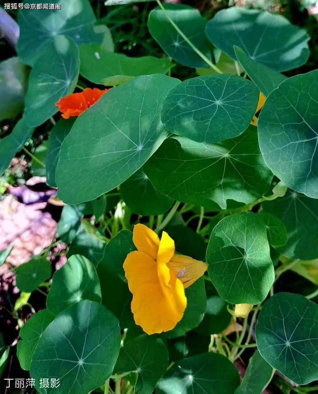 短篇小说：钻石王老五的故事