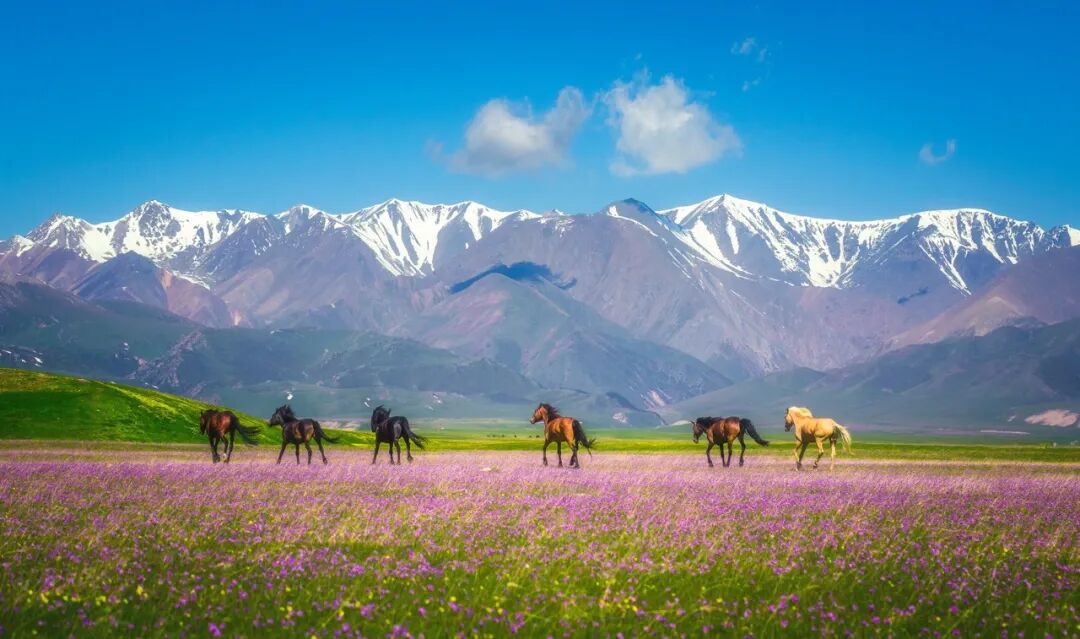 这是，我们的新疆！