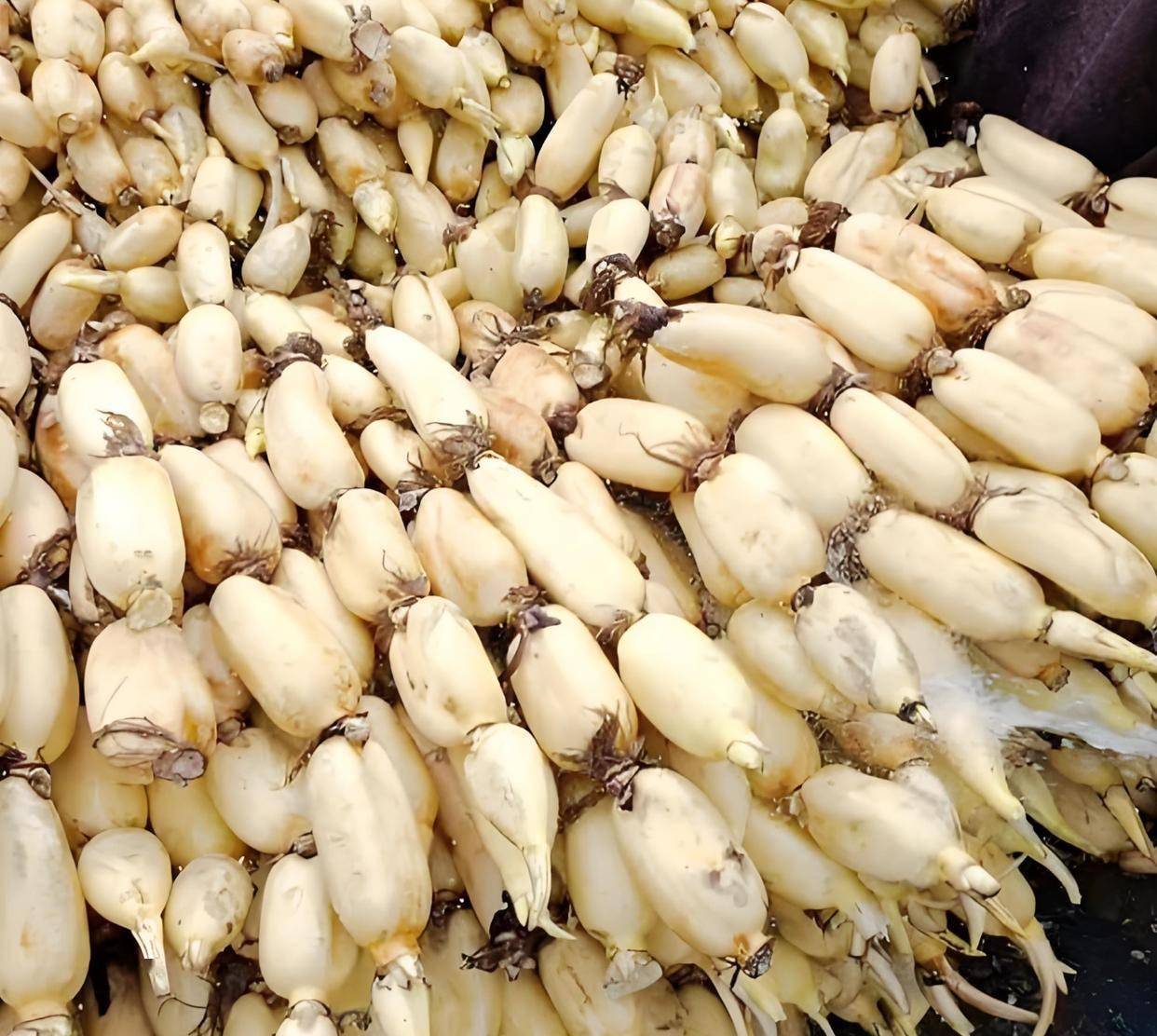 立秋后别瞎补！一根莲藕搭对料，滋润不上火，气血慢慢回来