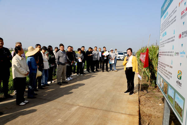 看禾选种找标杆！隆玛瑙8687在2025年新乡市玉米新品种观摩活动中成核心关注