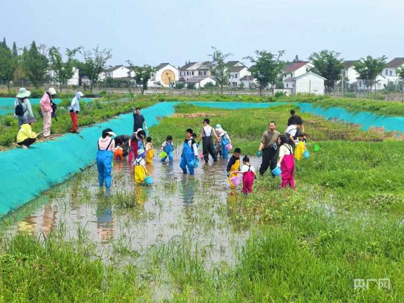 上海练塘茭白节暨古镇文化旅游节即将启幕 奏响六业融合“茭”响曲