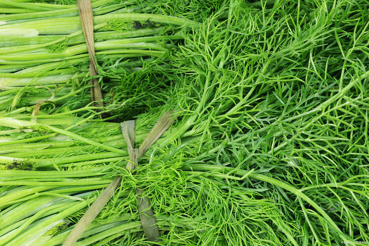 原创            白露后使劲吃，一抗菌，二消炎，三暖胃，四强筋骨，包饺子吃特香