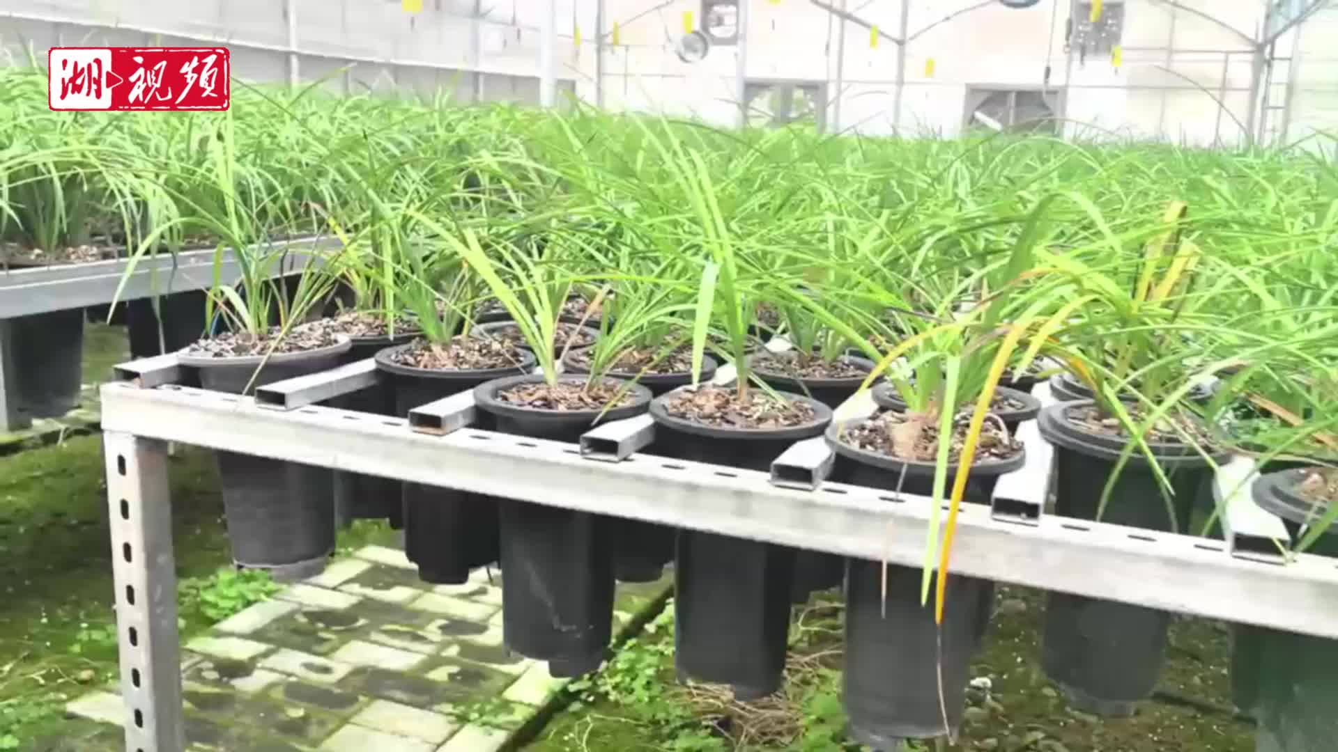 湖北蕙兰首次出口韩国实现零的突破