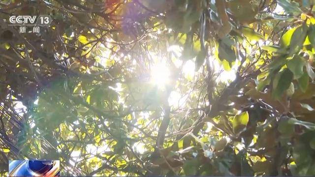 秋燥秋乏“秋老虎” 立秋时节如何养生？专家建议