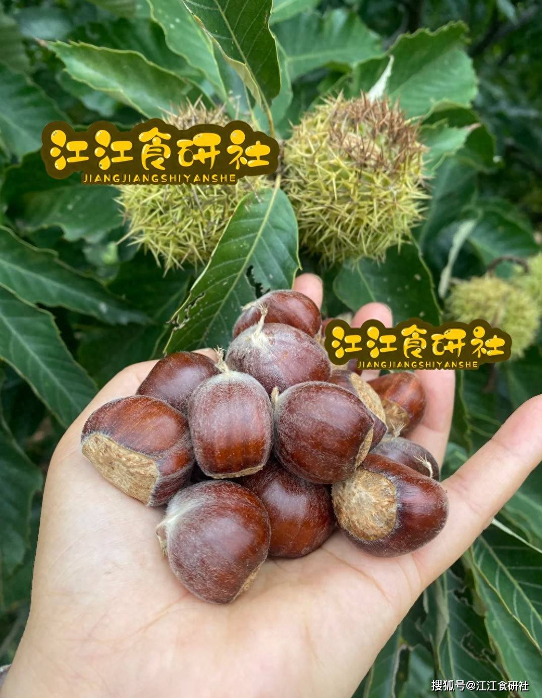 原创            生吃补肾，熟吃健脾！立秋后大量上市！建议一周吃2次，益处多！