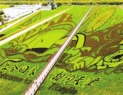 稻梦空间 津秋入画——解码“大地艺术”如何激活乡村振兴新动能