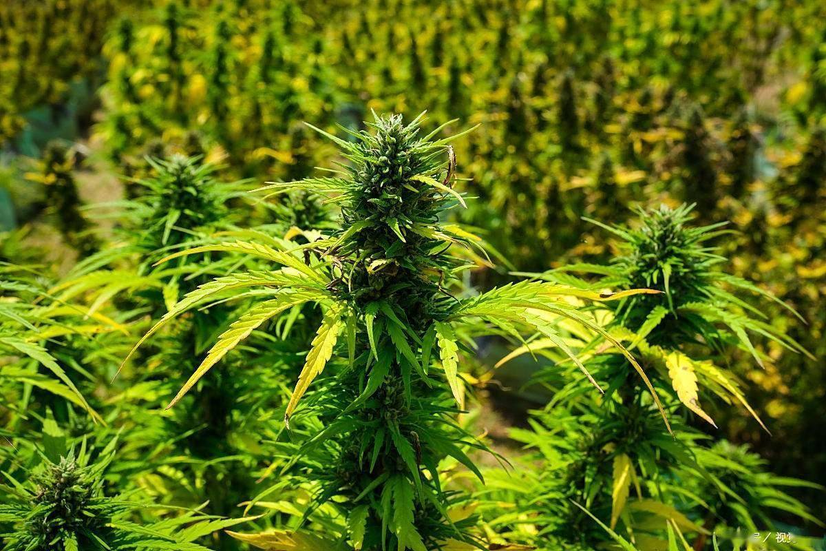 秋季花粉过敏季来袭！打喷嚏、流鼻涕、皮肤痒？这份科学应对指南请收好