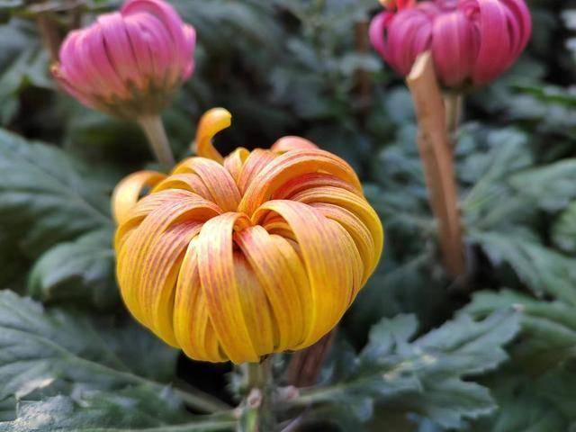 男性背叛者的真心话：背叛，不是因为第三者比老婆好