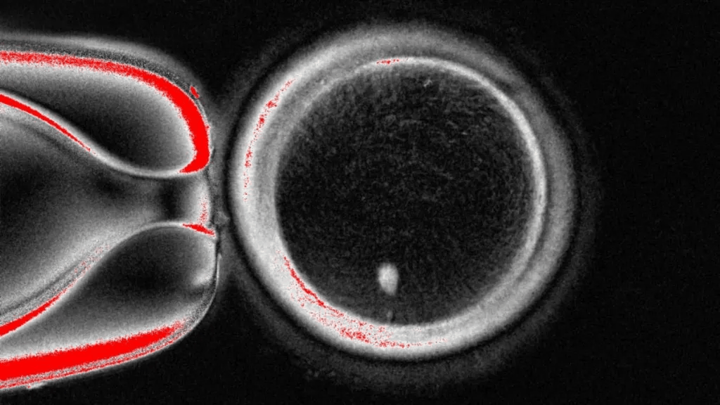 研究显示：皮肤细胞可用于培育卵子