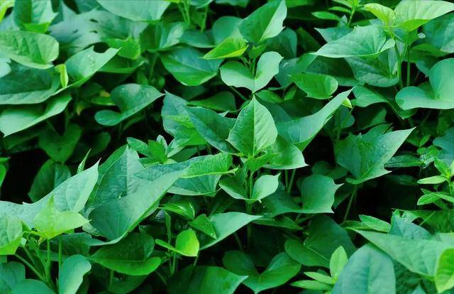 原创            红薯叶再次成为焦点！医生劝告：高血压患者吃红薯叶，或有4好处