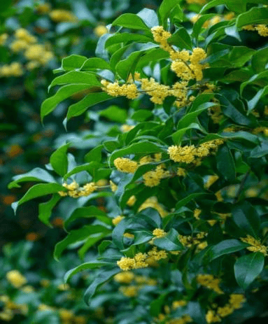 丹桂飘香，除了好闻更好食！闵行这位药师给配方了