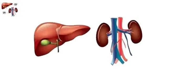 哪些食物长期食用有益于肝肾？