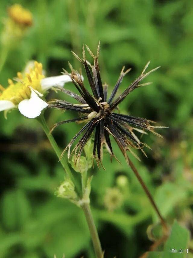 鬼针草：路边的“一包针”！虽恼人杂草，却是祛湿的“民间良药”