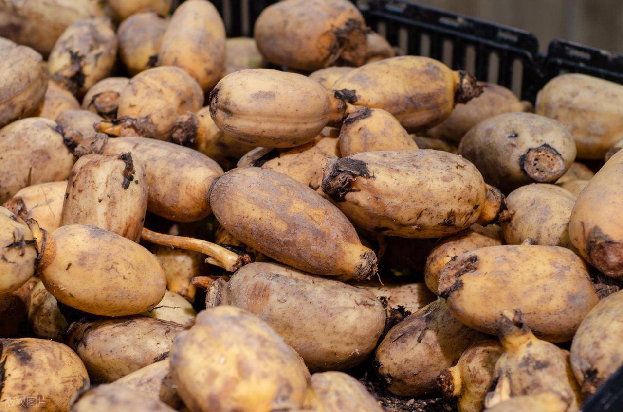 秋季最该吃的不是山药，是它！润燥养人，炸，炒，炖，煮样样好吃