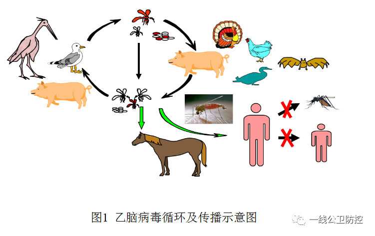 【健康科普】流行性乙型脑炎（公卫综合版）
