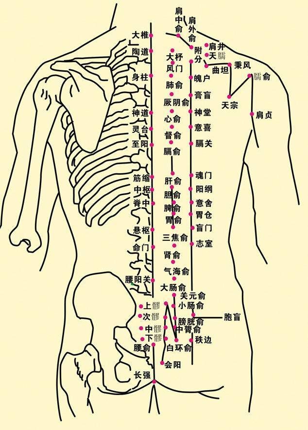 关元俞穴：温肾健脾、调经止痛的“腰部护腹穴”！位置功效全攻略