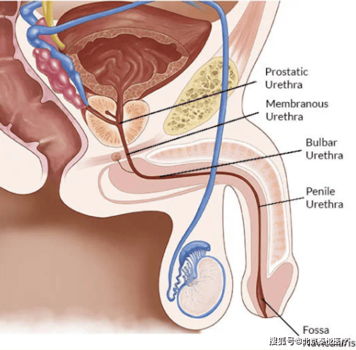 男性注意！疲劳、性欲降还长 “中年腹”？别只怪压力，可能是激素在报警