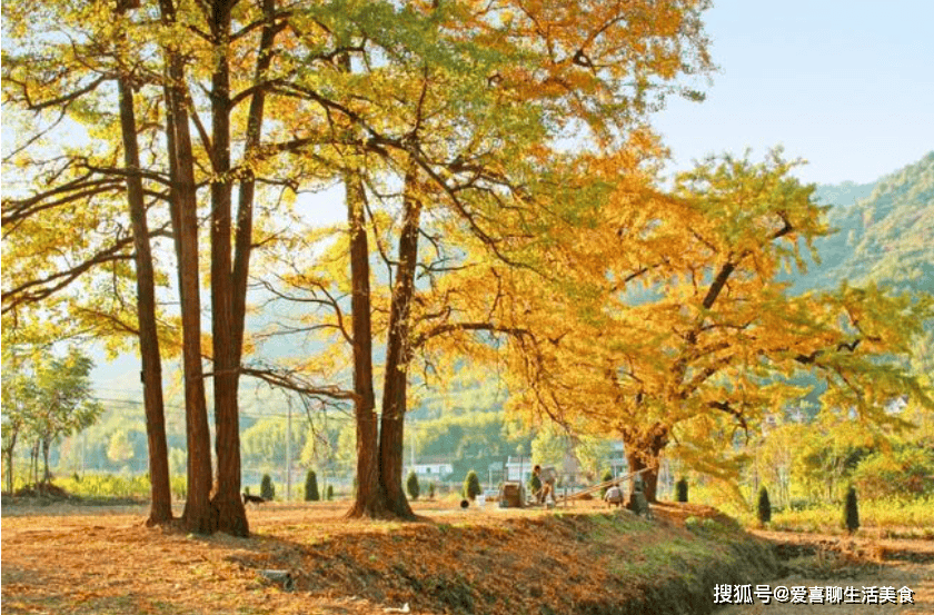 秋末初冬天冷，老传统要秋补，记得多吃4种肉类，补足营养好过冬！