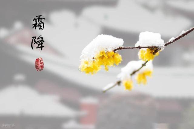 后天霜降，有条件记得吃“地下5宝”，暖身养脾胃，准备好入冬