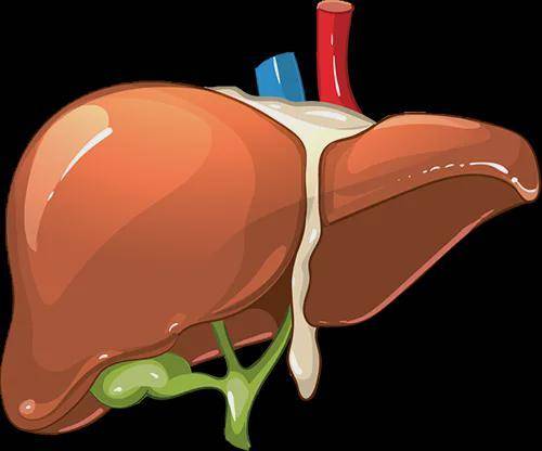 体检发现脂肪肝：身体发出的无声警报