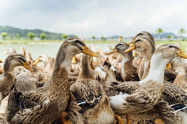 原创            秋补黄金期：少吃鸡鸭肉，多吃这4种肉，补足营养强免疫！