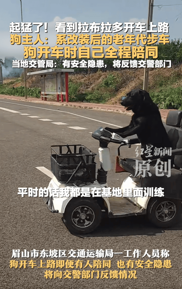 网友看到拉布拉多开车，“一边开一边狂吠”，狗主人称练了1个月就能上路；当地交管局：将反馈交警部门