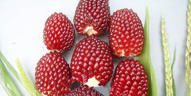 普通果实变异而成，外形酷似草莓，如今很多人当文玩，一斤15元