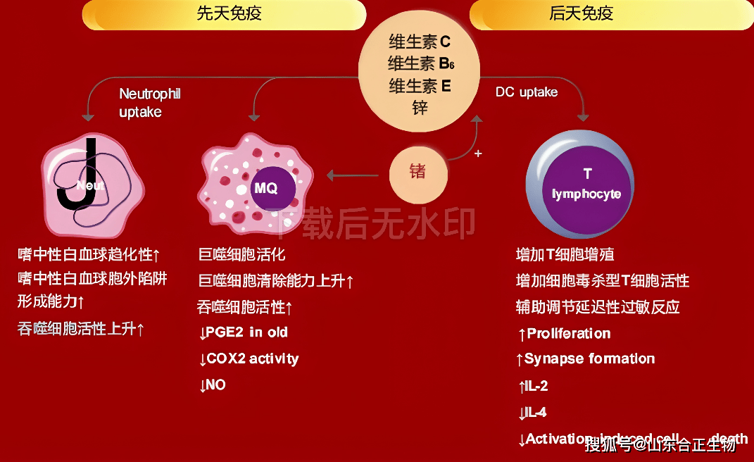 激活免疫力：从人体防御机制到乙肝防护的科学路径