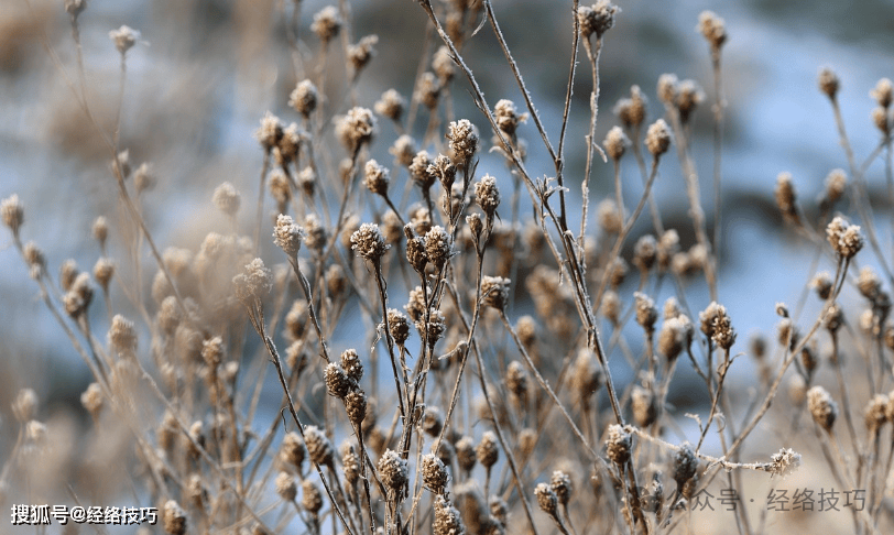 原创            霜降：需“平补”不上火！3类当季食物这样吃，滋养全身润而不燥