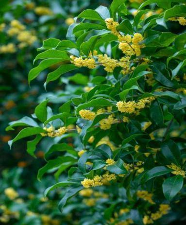 丹桂飘香，除了好闻更好食！闵行这位药师给配方了