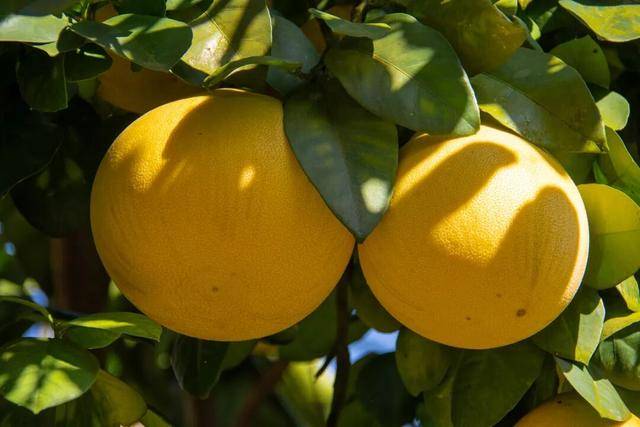 秋冬天常吃这种水果，身体会感谢你！但吃的时候要注意