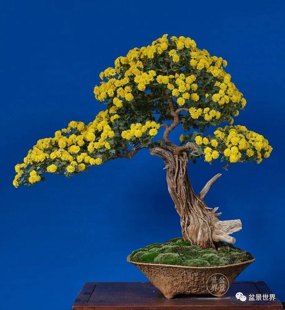 艺菊：中韩菊花盆景鉴赏