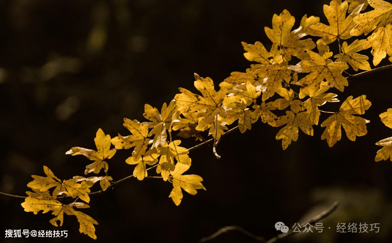原创            霜降后重在调通这条经!不是肺经,而是它,为入冬备足“健康根基”