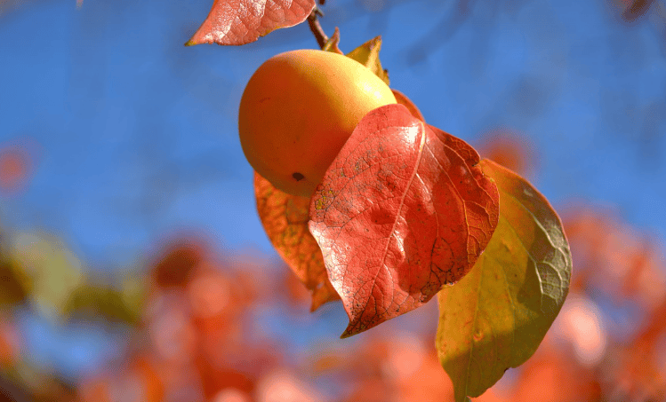 怕冷易疲劳?可能是肝肾在“报警”!趁霜降,用这个古方把元气补回来