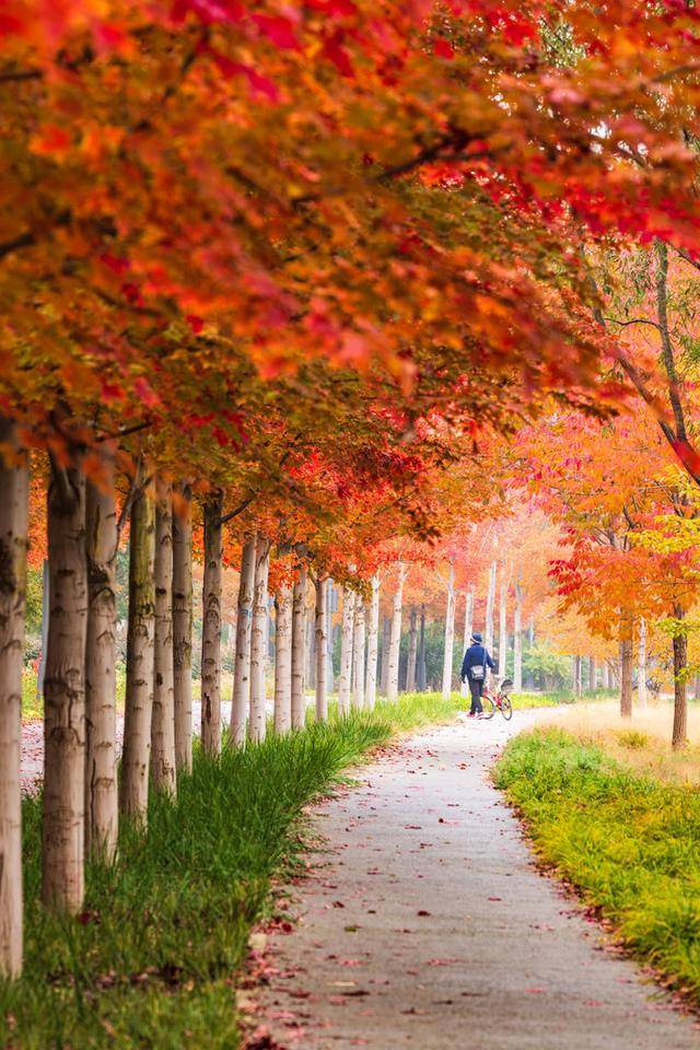 处处皆景！走进北京的秋天，就走进了油画里