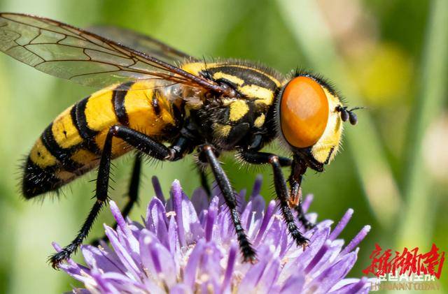 秋季蜂患高发专家提醒：遇蜂勿拍打 蜇伤后速就医