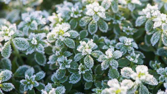 霜降到了，建议大家：少吃萝卜白菜，多吃4样，暖胃润燥过寒冬！