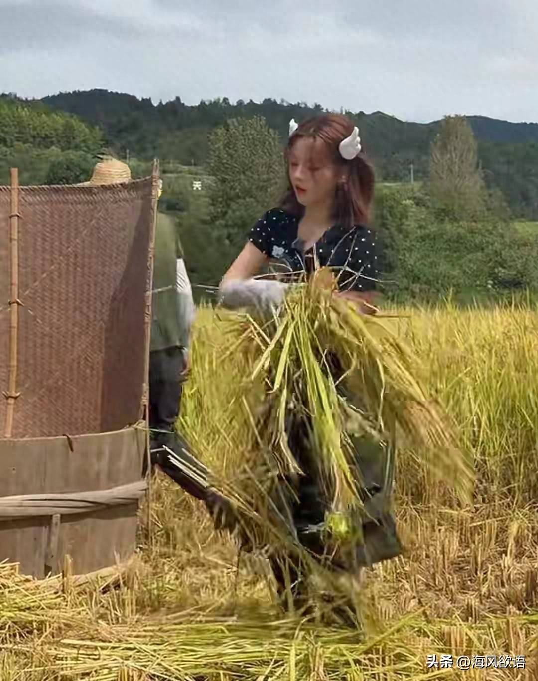 原创            杨超越田间打谷子太拼，全程不矫情不喊累，别人演体验她真干活