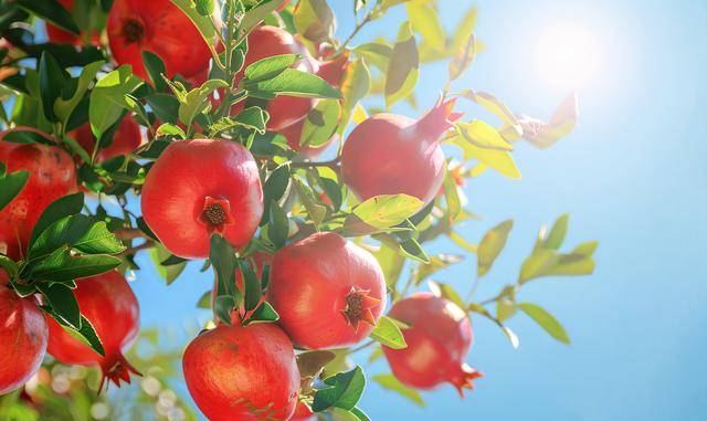 石榴是秋季养生的“黄金果”，但这几类人要少吃