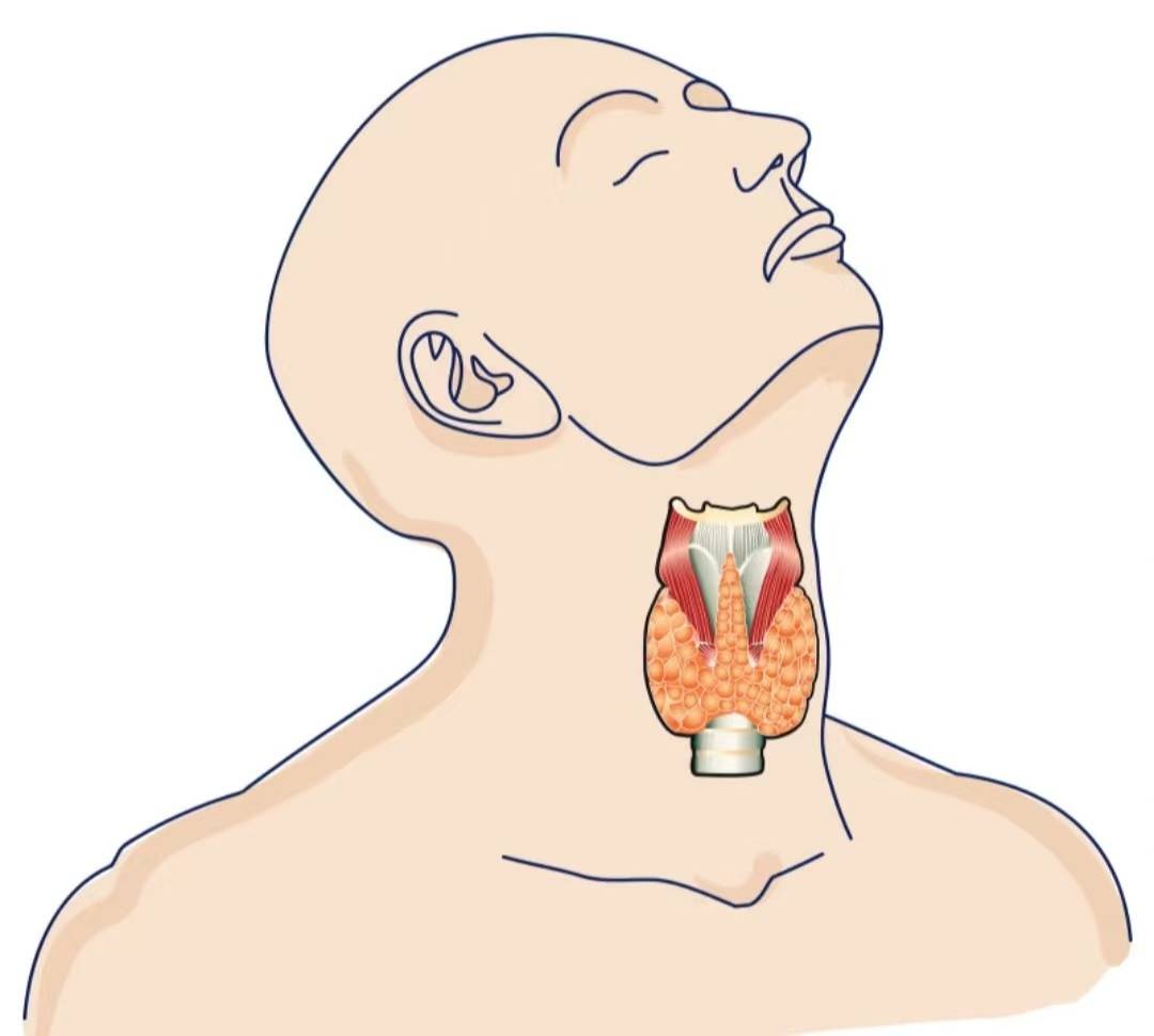 甲状腺功能亢进的人，为什么反而会 “瘦得快”？