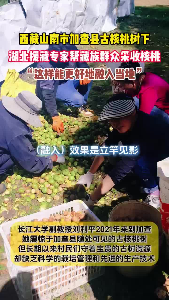 喜迎丰收季！湖北援藏专家帮助藏族群众采收核桃