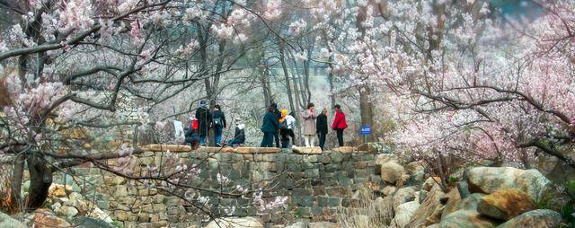威海市文登区六度寺村 执艺术之笔绘就乡村振兴新画卷