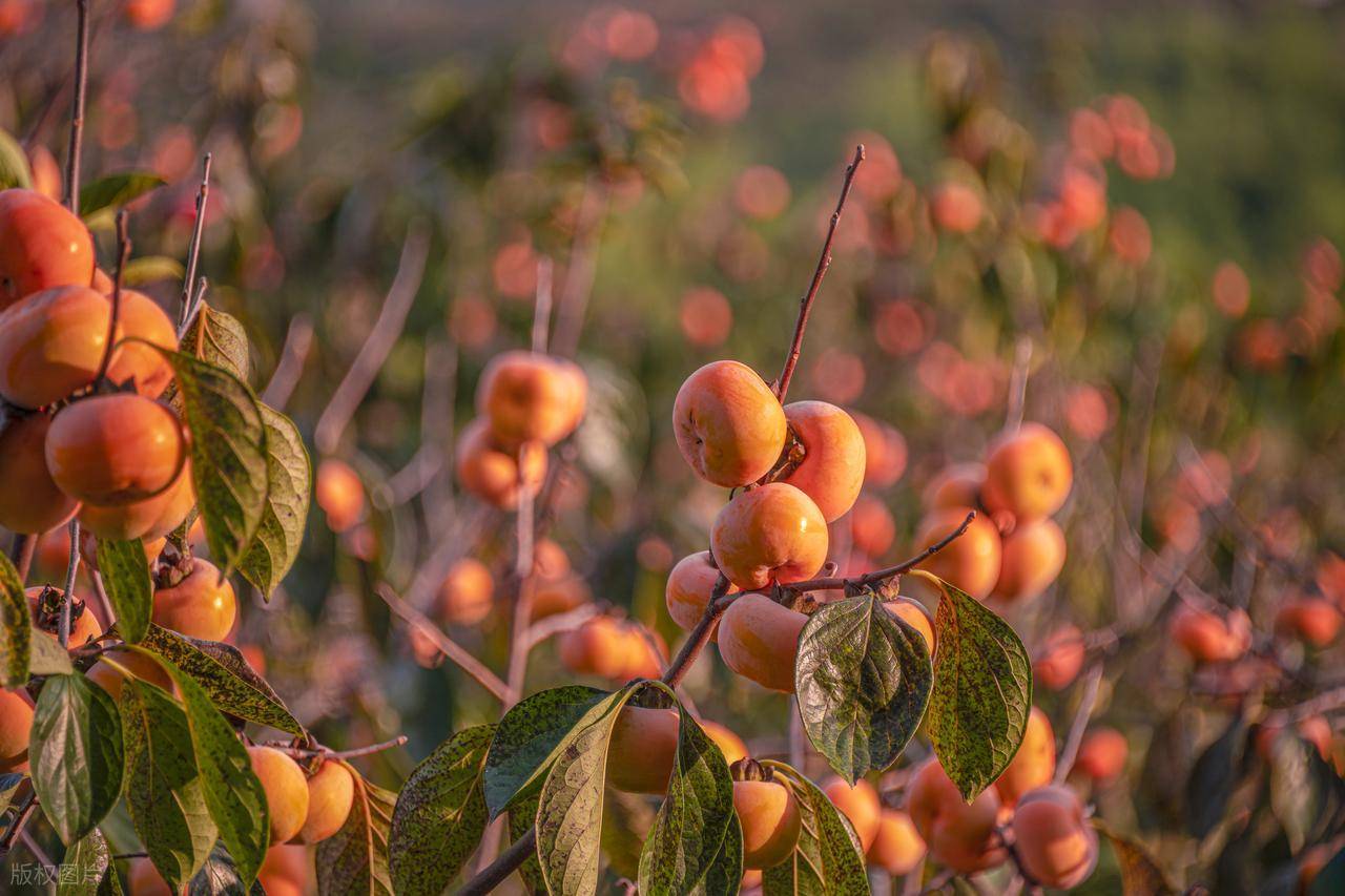 秋天最该吃的“果中圣品”,对血管好、增强免疫力!跟秋梨是“黄金搭档”,错过等一年!