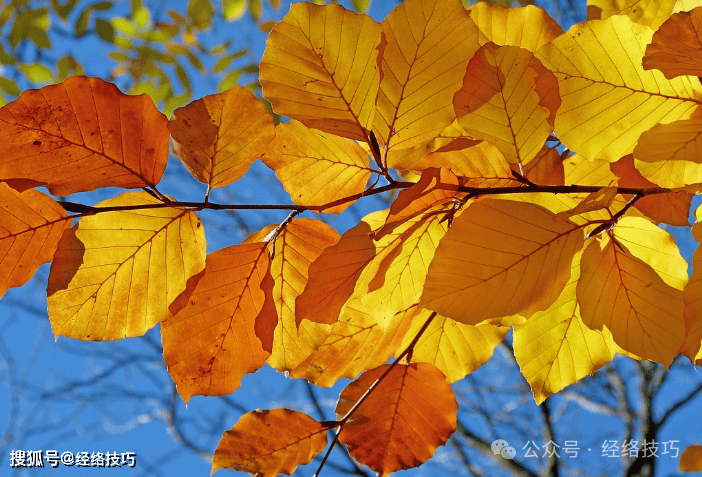 原创            脸色暗黄？常按三处穴位！一通、一清、一养，气色从内透出来