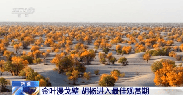 塔里木河秋日限定 胡杨映水绘就一幅流动油画