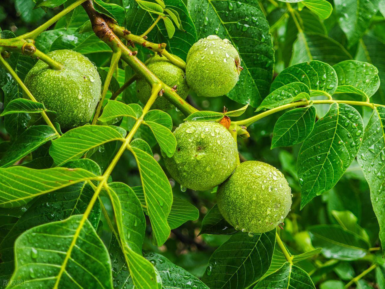 原创            这个“纯阳之果”，从寒露吃到入冬，补脾又补肾，温暖你整个秋冬！
