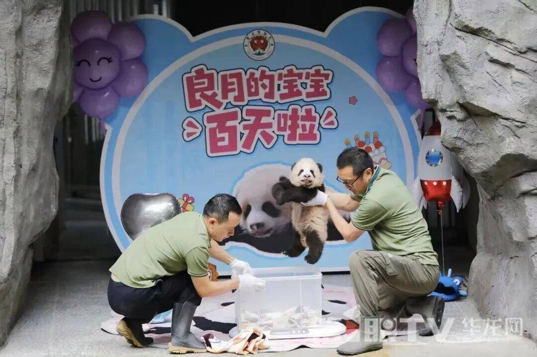 下一个顶流！大熊猫“良月”幼仔满百天啦，首次亮相重庆动物园