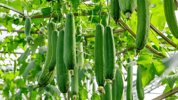 赵丹阳医生：农村有一种瓜竟是疏通血管的