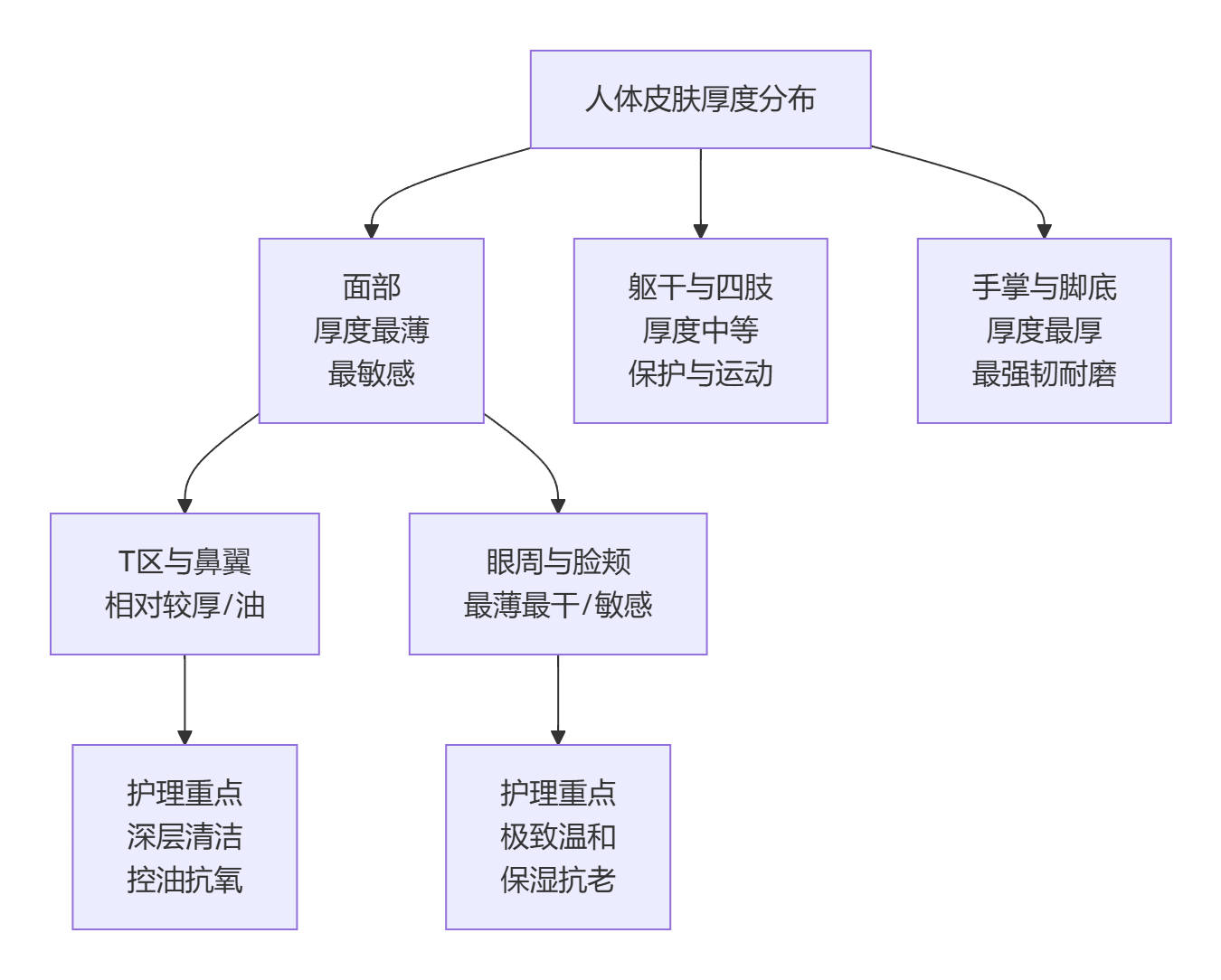 人体不同区域皮肤厚度的差异及其主要特点丨SUYAN丨美容干货丨护肤重点